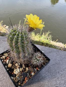 Preview: Echinopsis aurea